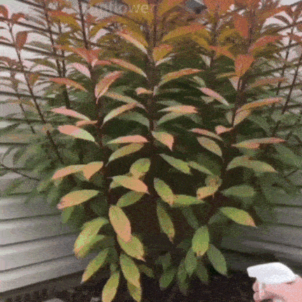 🔥 50 % RABATT 🌿 Unkraut-Stop – Wirksam gegen Unkraut & neues Wachstum | Garten, Wege & Hof ⚡-up