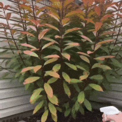 🔥 50 % RABATT 🌿 Unkraut-Stop – Wirksam gegen Unkraut & neues Wachstum | Garten, Wege & Hof ⚡-up